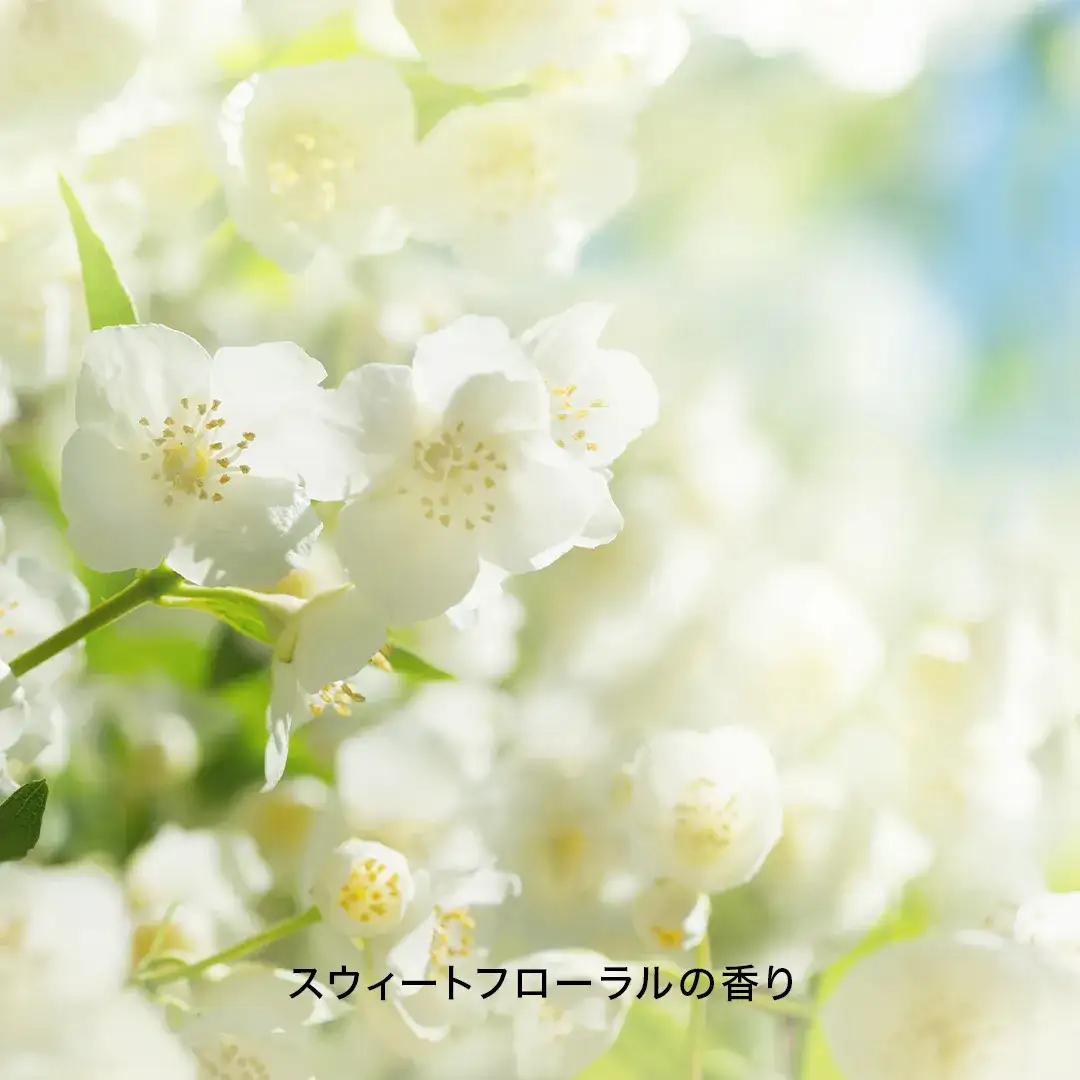 イメージ画像